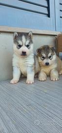 Husky