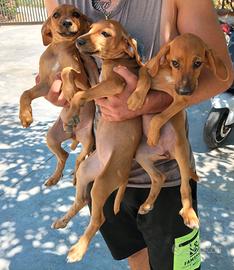 Cuccioli segugio maremmano