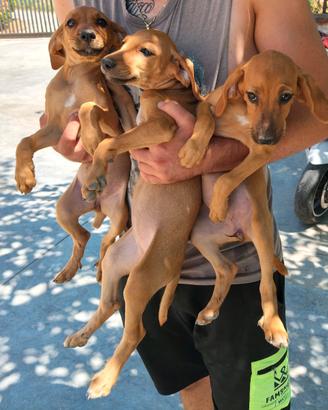 Cuccioli segugio maremmano