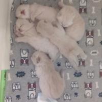 Cuccioli scottish straight e fold