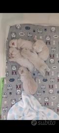 Cuccioli scottish straight e fold