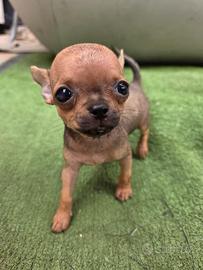 Cucciolo di chihuhua