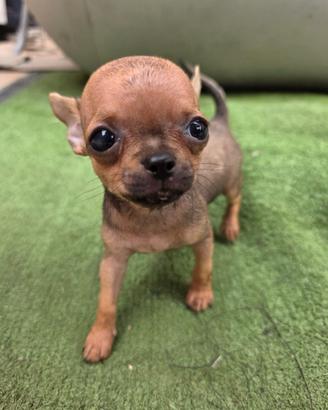Cucciolo di chihuhua