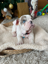 Cuccioli di bulldog inglese esotico