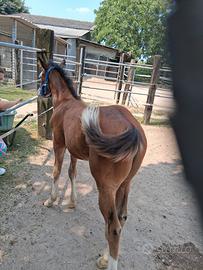 Cavallo puledro