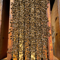 Nuclei e famiglie api