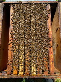 Nuclei e famiglie api