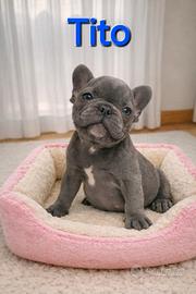 Cucciolo bulldog francese esotico- blu