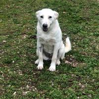 Cassie, cucciolona di taglia media