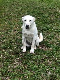 Cassie, cucciolona di taglia media