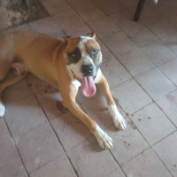 Amstaff cucciolone
