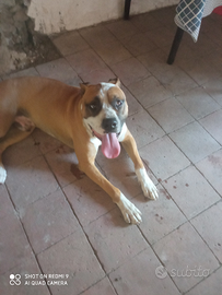 Amstaff cucciolone