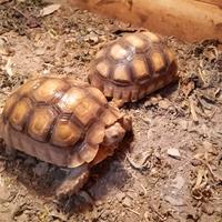 Tartarughe sulcata