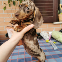 Bassotti maschietti arlecchino kaninchen