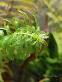 Piante acquatiche