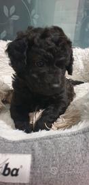 Cucciolo incrocio bassotto barboncino