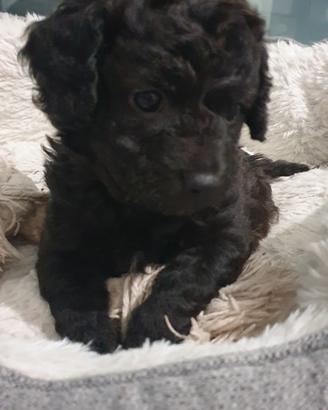 Cucciolo incrocio bassotto barboncino