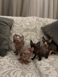 Sphynx