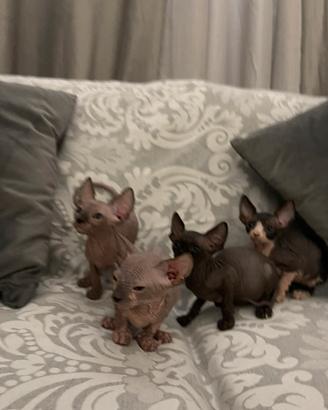 Sphynx