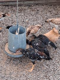 Galline shamo e indio brasiliano