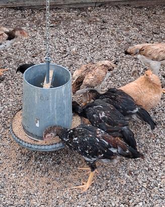 Galline shamo e indio brasiliano
