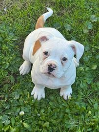 American bulldog