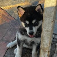 Husky mini , pomsky