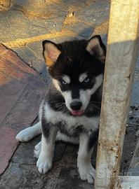 Husky mini , pomsky