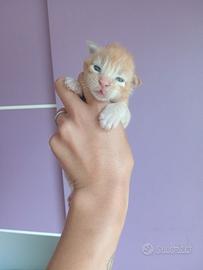 Cuccioli Maine coon
