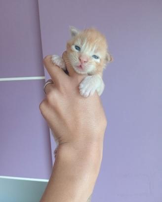 Cuccioli Maine coon