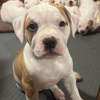 Splendidi cuccioli di bulldog americano