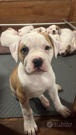 Splendidi cuccioli di bulldog americano