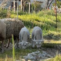Agnelli texel