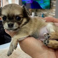 Chihuahua pelo lungo