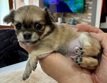 Chihuahua pelo lungo