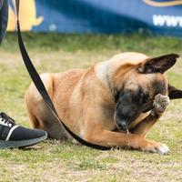 Cuccioli malinois