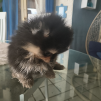 Spitz purissima razza taglia piccolissima