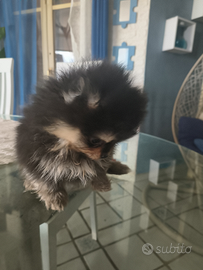 Spitz purissima razza taglia piccolissima