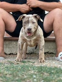 Cuccioli americanbully XL/XXL