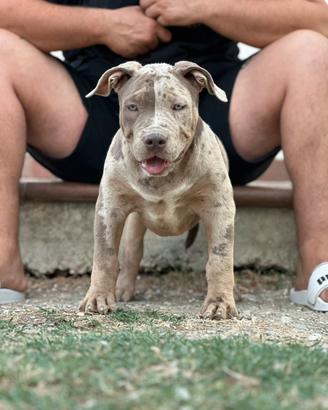 Cuccioli americanbully XL/XXL