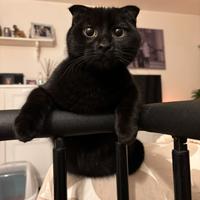 Gatto Scottish disponibile per monta