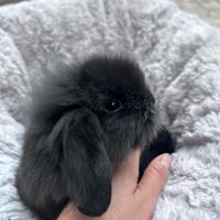 Conigli Ariete Nano - Cuccioli Ariete Nani