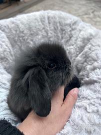 Conigli Ariete Nano - Cuccioli Ariete Nani