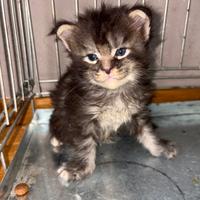 Magnifica cucciolata Maine Coon nata in data 05/08