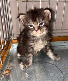 Magnifica cucciolata Maine Coon nata in data 05/08