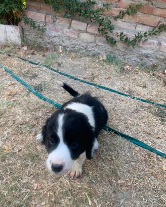 Cane da tartufo Saminiatese
