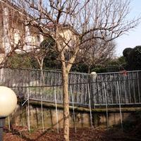 MELOGRANO (fruttifero)