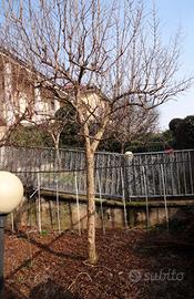 MELOGRANO (fruttifero)