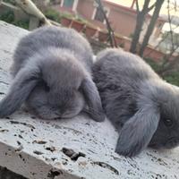 Coniglio ariete nano blu di vienna