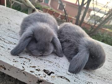 Coniglio ariete nano blu di vienna